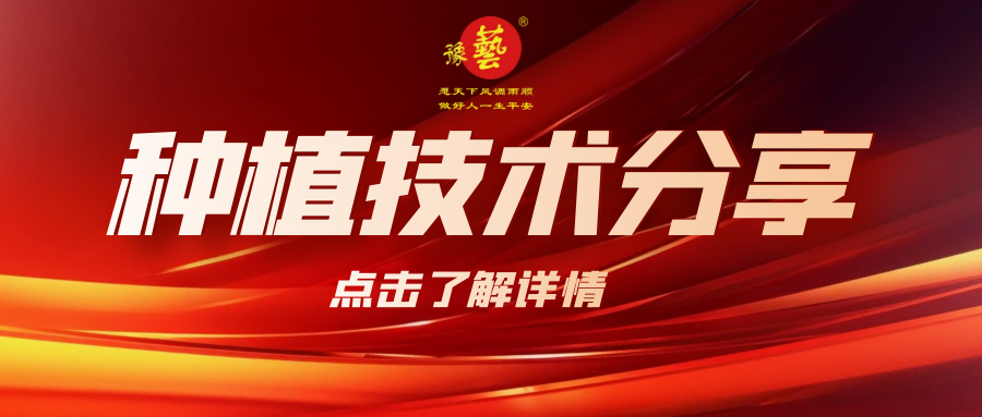 要想種出精品率高的胡蘿卜，這7點要注意！