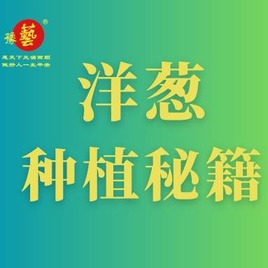洋蔥種植秘籍：掌握這八點，種出優(yōu)質(zhì)洋蔥！
